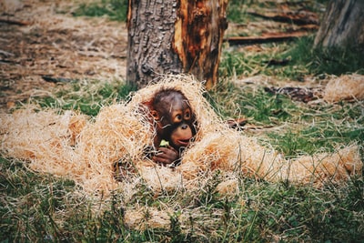 被稻草覆盖的黑猩猩宝宝